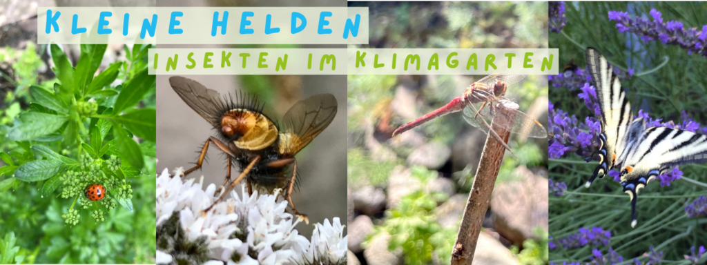 Kleine Helden – Insekten im Klimagarten